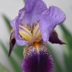 Iris2